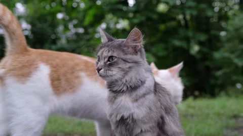 Gray and ginger cats in nature. Close-up. Selective focus Stock-Footage 158793900