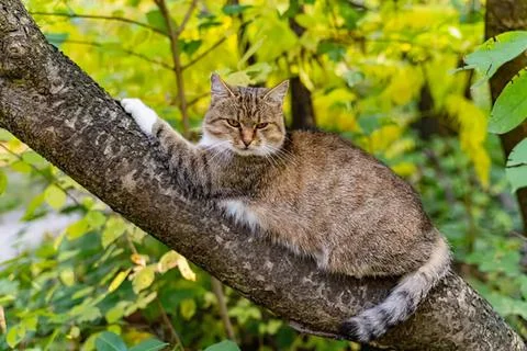 Gray and orange tabby cat resting on tree branch in green leaves Stock Photos