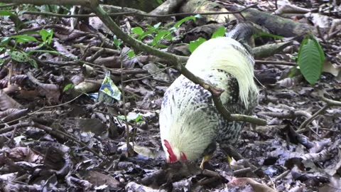 Gray and red white rooster scratching leaves and looking for food Vidéo 158326639