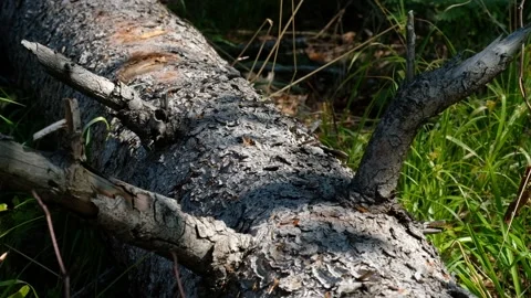 Gray and rough bark of an overturned tree with protruding branches Stock Footage 132801977