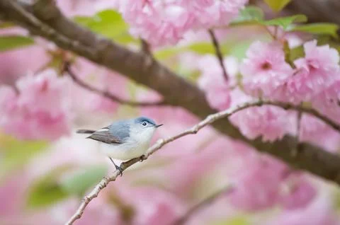 Gray And White Bird Perching on Branch Stock Photos