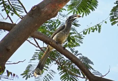 Gray and white bird on tree branch during daytime Stock Photos