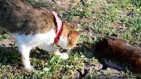 Gray and white cat approaches another small young black cat Stock Footage 88220705