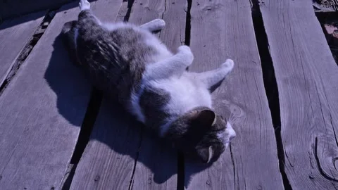 A gray and white cat basks in the sun Stock Footage 131780699