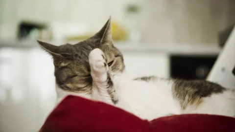 Gray and white cat cleaning itself Stock Footage 325716972