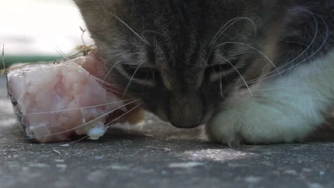 A Gray and White Cat Devouring a Piece of Fish Stock Footage 285310825