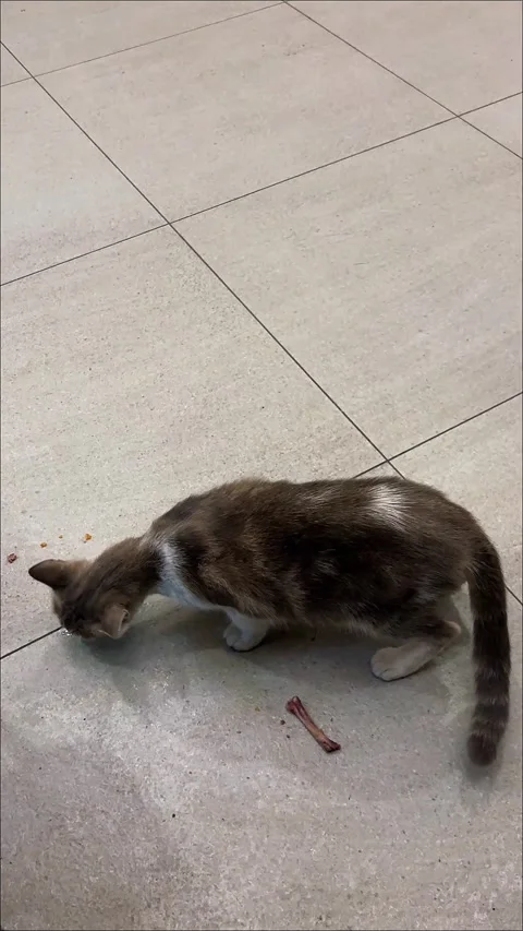 Gray and White Cat Eating Food on Ceramic Floor Close Up Stock Footage 340348601