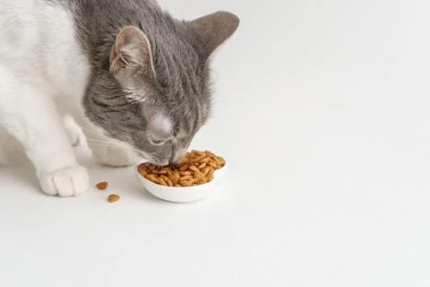 A gray and white cat eats food from a white bowl near the copy space Stock Photos