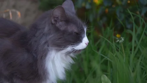 Gray and white cat enjoying the garden Stock Footage 153328522