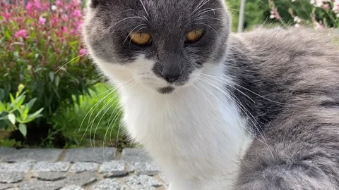 Gray and white cat Stock Footage 137249480