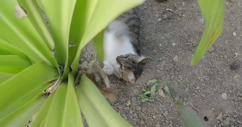 Gray and white cat lie and playing outdoors on the summer park. Stock Footage 241524927