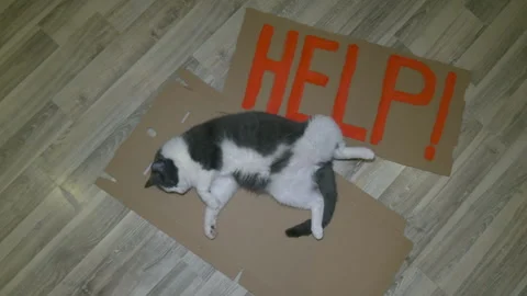 Gray-and-white cat lies on the floor and asks for help. Stockbeeldmateriaal 335241525