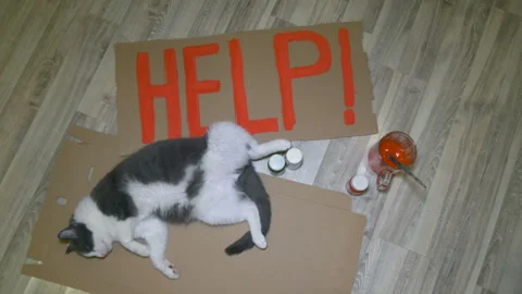 Gray-and-white cat lies on the floor and asks for help. Stockbeeldmateriaal 335241544
