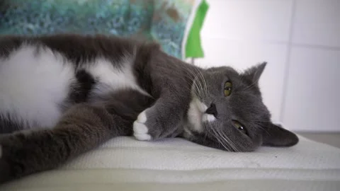 A gray-and-white cat is lying on the couch, a close-up of the muzzle Stock Footage 320146073