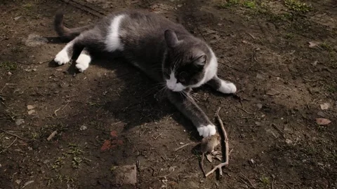 Gray and white cat lying on ground while playing with a caught mouse. Natural Stock Footage 327221521