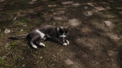 Gray and white cat lying on ground while playing with a caught mouse. Natural Stock Footage 327221553
