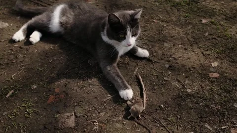 Gray and white cat lying on ground while playing with a caught mouse. Natural Stock Footage 327222456