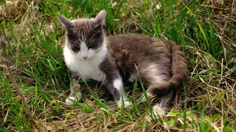 Gray and white cat lying in green grass while grooming itself. Natural pet Stock Footage 327223450