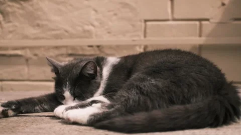 Gray and white cat lying on a wooden table outdoors, warming in the sunlight Stock Footage 327223780