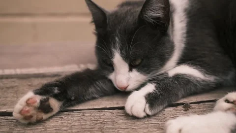 Gray and white cat lying on a wooden table outdoors, warming in the sunlight Stock Footage 327223857