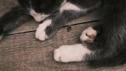 Gray and white cat lying on a wooden table outdoors, warming in the sunlight Stock Footage 327223951
