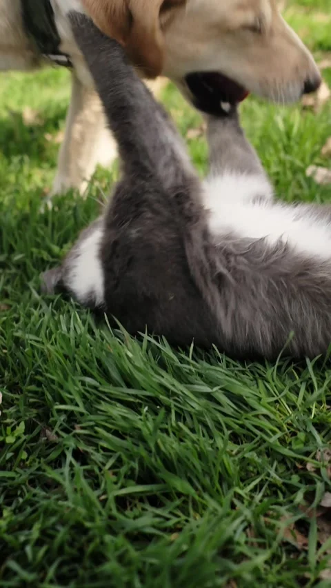 Gray and white cat lying on green grass while Labrador dog approaches and starts Stock Footage 327229957