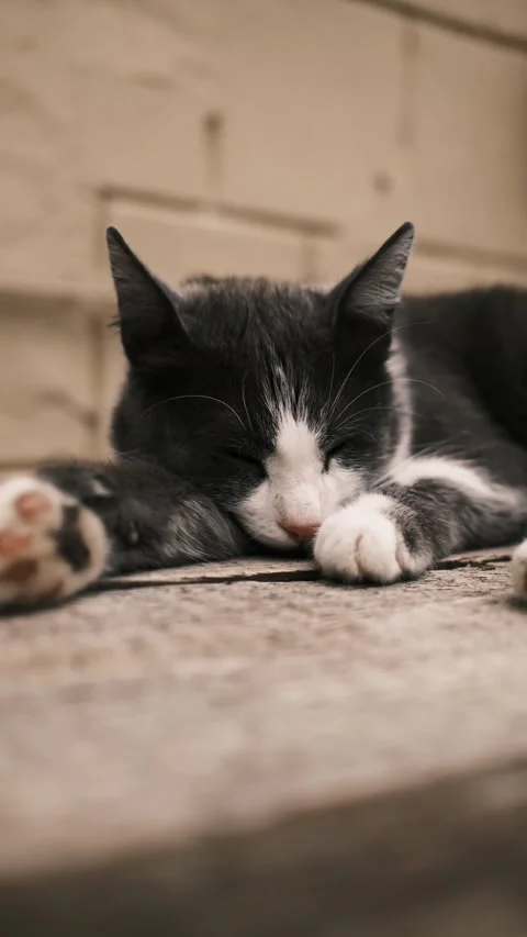 Gray and white cat lying on a wooden table outdoors, warming in the sunlight Stock Footage 327230686