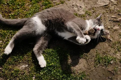 Gray and white cat lying on grass holding and playing with small mouse in i.. Stock Photos
