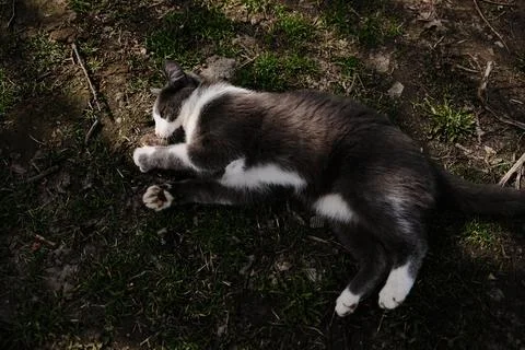Gray and white cat lying on grass holding and playing with small mouse in its Foto stock