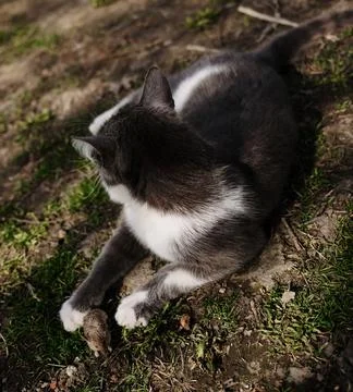 Gray and white cat lying on the grass with its paw gently holding a small mou Stock Photos