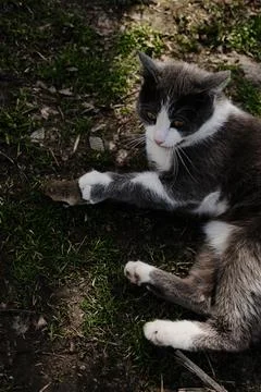 Gray and white cat lying on the grass with its paw gently holding a small mou Stock Photos