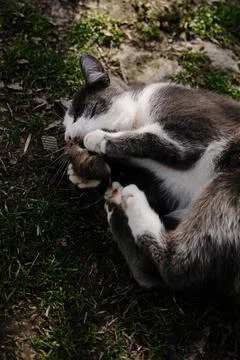 Gray and white cat lying on grass holding and playing with small mouse in its Stock Photos