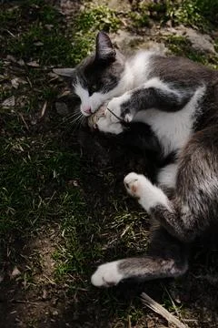 Gray and white cat lying on grass holding and playing with small mouse in its Stock Photos