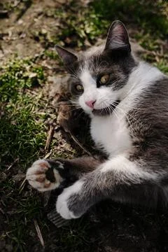Gray and white cat lying on the grass with its paw gently holding a small mou Stock Photos