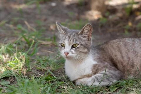 Gray and white cat lying in green grass in yard.Spring is the time of awakeni Stock Photos