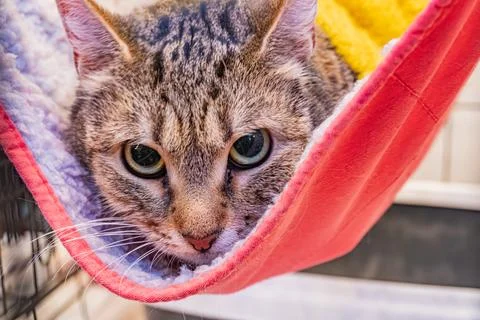 Gray and white cat in an orange hammock with pink stitching, positioned by .. Stock Photos