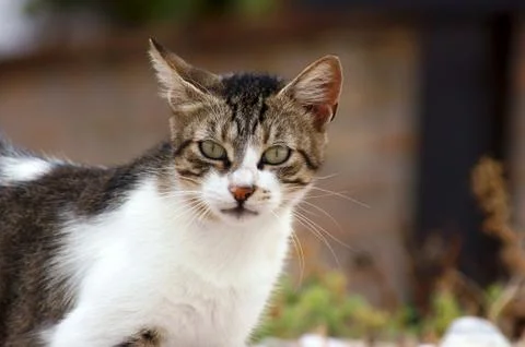 Gray and white cat. Stock Photos