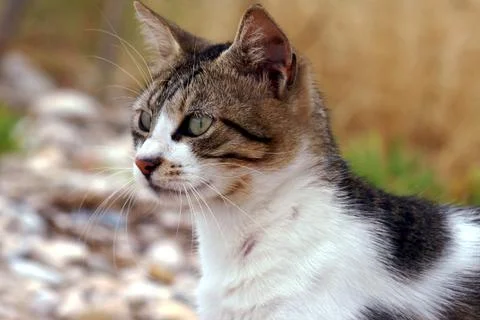 Gray and white cat Stock Photos