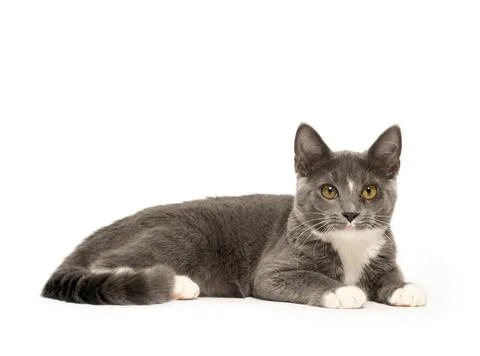 Gray and white cat Stock-Fotos