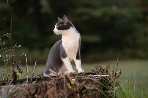 Gray and white cat Stock-Fotos