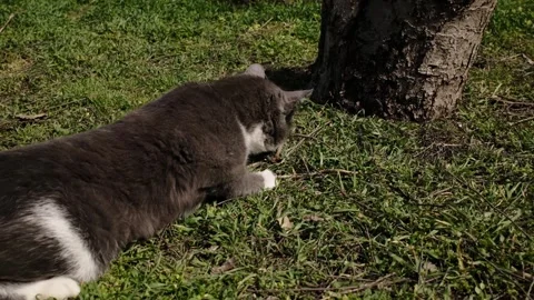 Gray and white cat playing with a caught lizard on grass outdoors. Natural Stock Footage 327219171