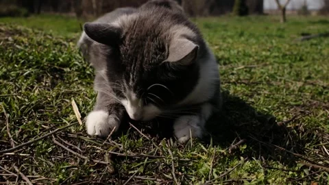 Gray and white cat playing with a caught lizard on grass outdoors. Natural Stock Footage 327219368