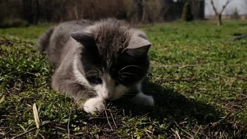 Gray and white cat playing with a caught lizard on grass outdoors. Natural Stock Footage 327219432