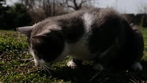 Gray and white cat playing with a caught lizard on grass outdoors. Natural Stock Footage 327219469