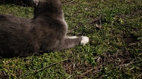 Gray and white cat playing with a caught lizard on grass outdoors. Natural Stock Footage 327219670