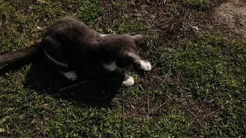 Gray and white cat playing with a caught lizard on grass outdoors. Natural Stock Footage 327219751