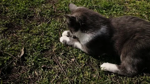 Gray and white cat playing with a caught lizard on grass outdoors. Natural Stock Footage 327220304