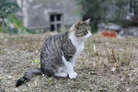 Gray and white cat posing and looking to the side Stock-Fotos
