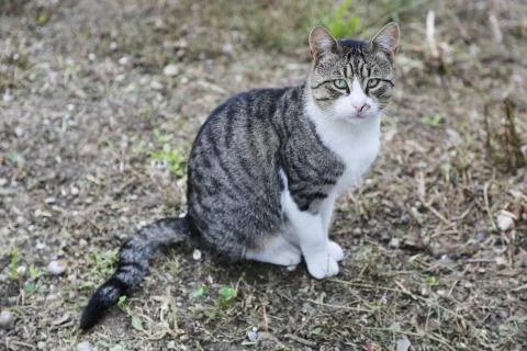 Gray and white cat posing Foto stock