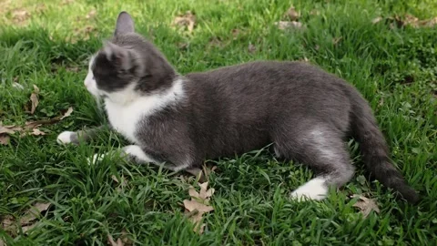 Gray and white cat resting on green grass outdoors. Calm pet portrait showing Stock Footage 327218210